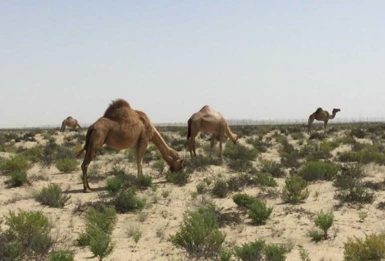 Abu Dhabi Announces Camel Grazing Rules Arabian Business Latest News