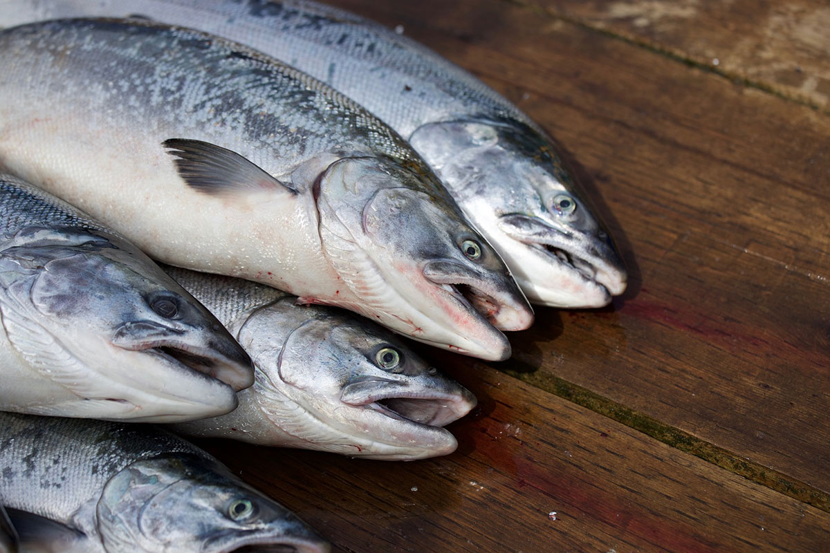 Pure Salmon will receive financial and non-financial incentives to expand local food sustainability efforts with its salmon farming technology.