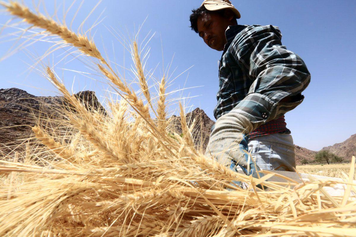 Saudi Arabia has been increasing overseas wheat purchases after it halted growing the crop in the desert using water from fossil aquifers.