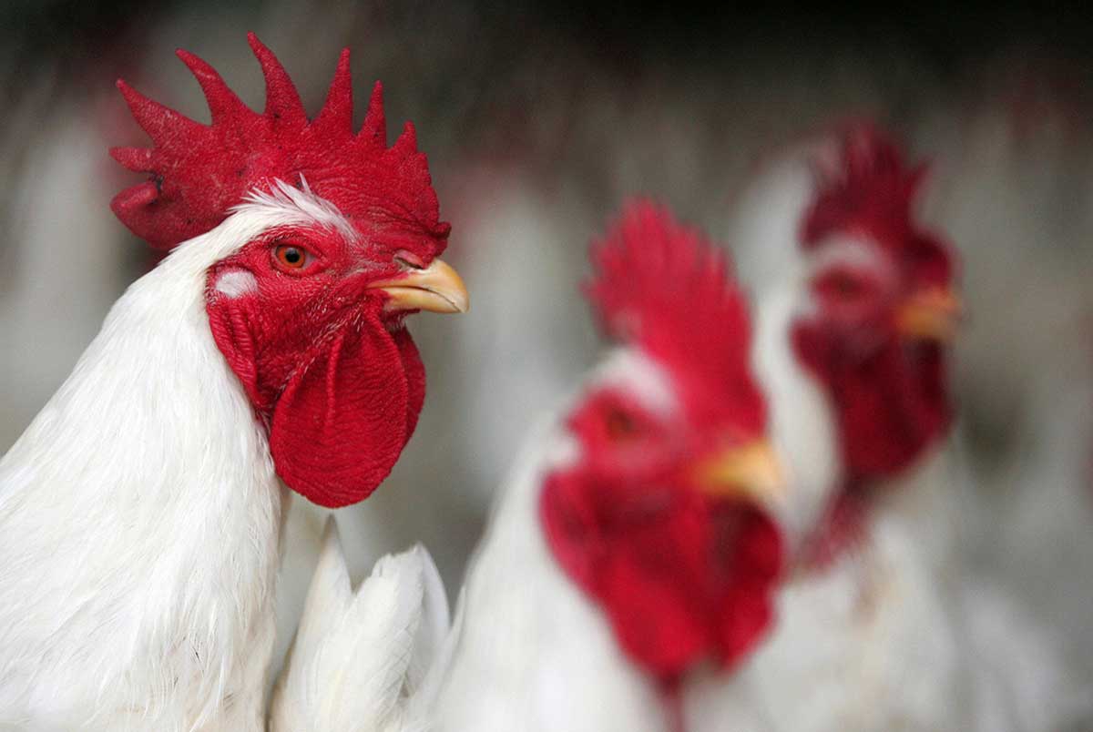 Health authorities in Saudi Arabia have banned the transfer of live birds inside the country, after a fresh outbreak of bird flu in the kingdom on Saturday, the official Saudi news agency SPA said.