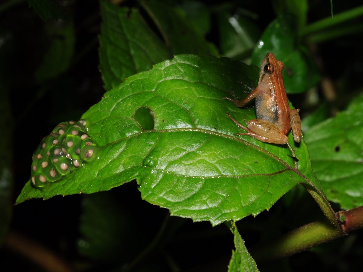 The research team named the new species Phrynobatrachus bibita or Bibita Mountain dwarf puddle frog.