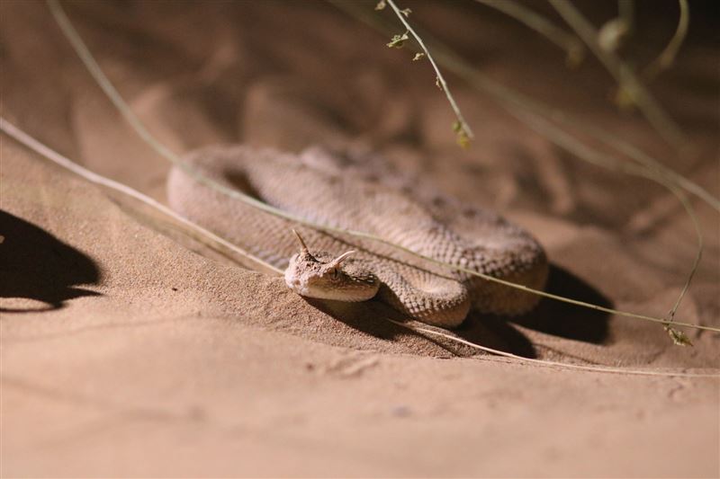 Wild Dubai uncovers an array of unexpected – often hidden – species, such as the Arabian horned viper, flamingos, scorpions and mice.