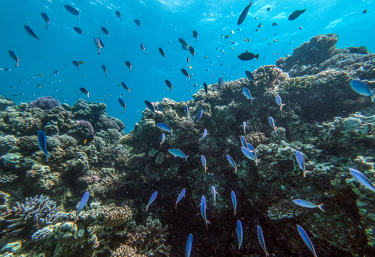 The project is planned to complete in 2025 to make Neom an international pioneer location in the field of renovating and developing coral reefs. (Photo for illustrative purposes only)