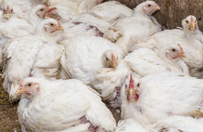 Saudi Arabia accounted for about 11 percent of Brazil’s poultry exports last year, according to industry group Brazilian Association of Animal Protein.