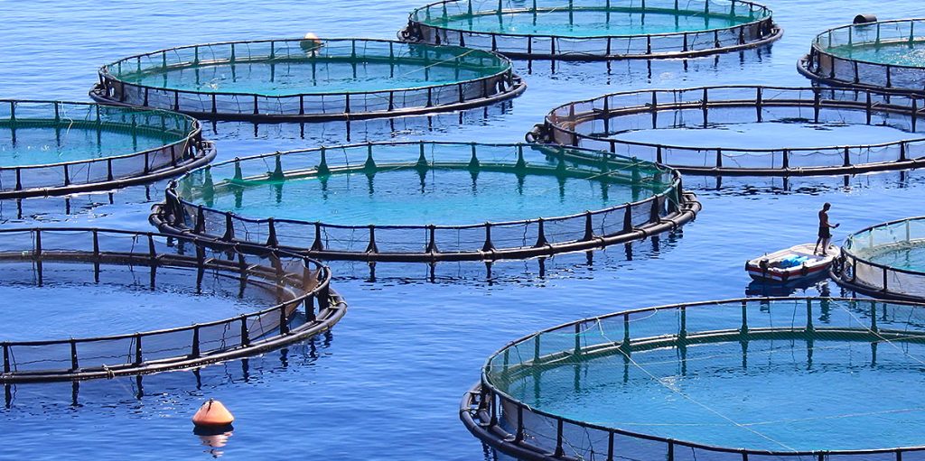 Dubai South to host fish farm as UAE scales up on aquaculture - Arabian ...