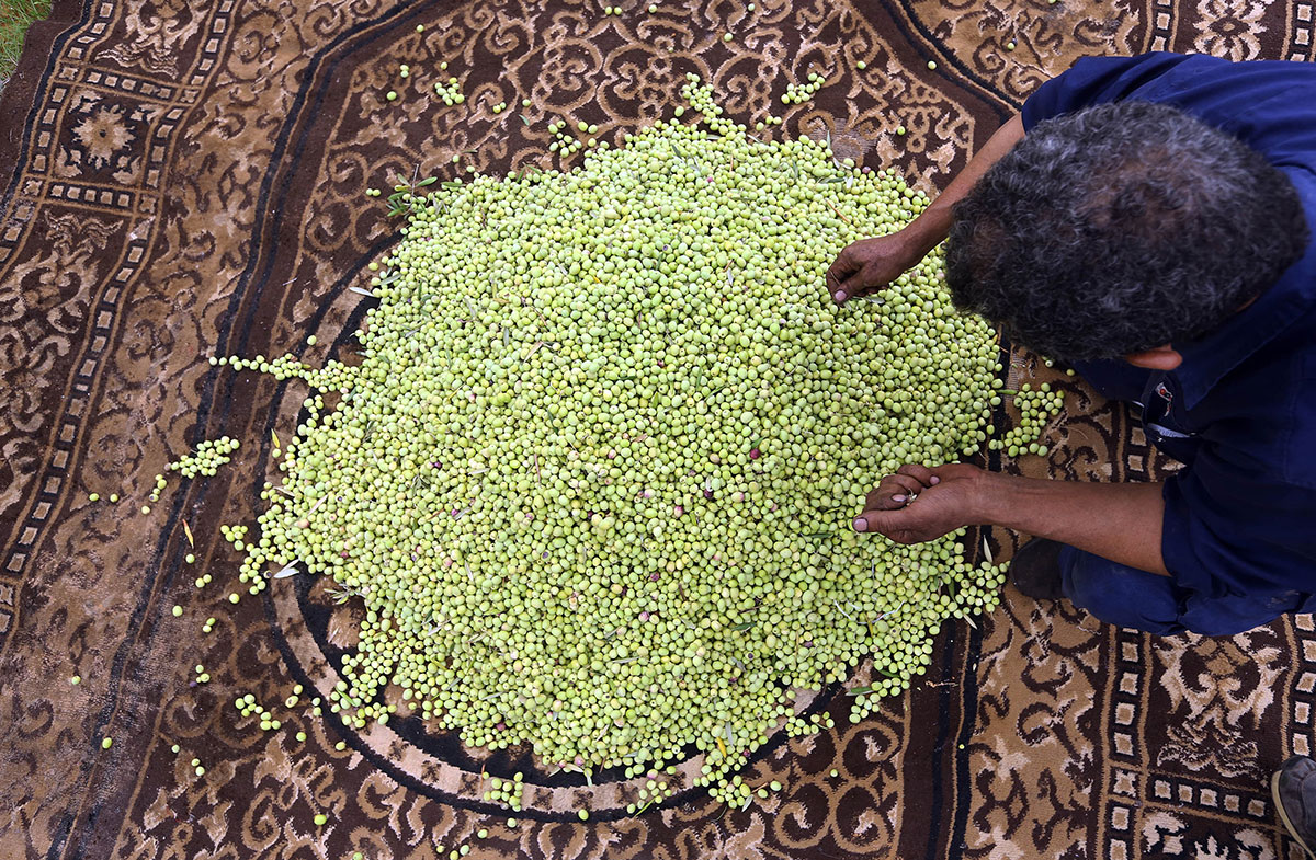 A Libyan man sorts olives in the town of Tarhuna (80 kms) south of Tripoli.