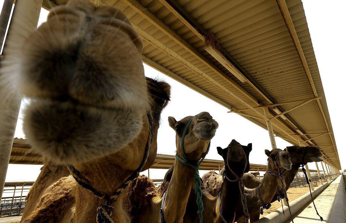 Horses and camels in the UAE can have values in the millions of US dollars.