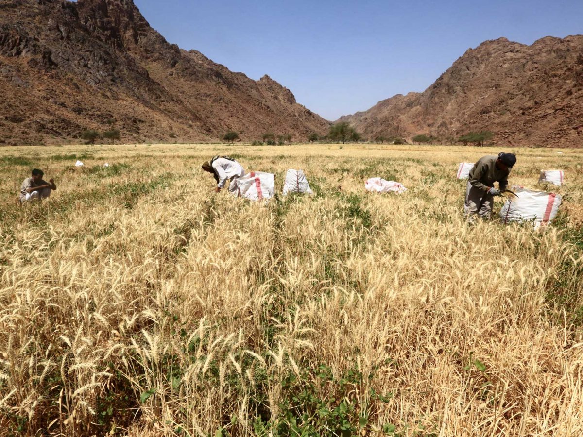 Asian farmers harvest wheat in a field in the Tabuk region, some 1500 kilometers northwest of the Saudi capital Riyadh.