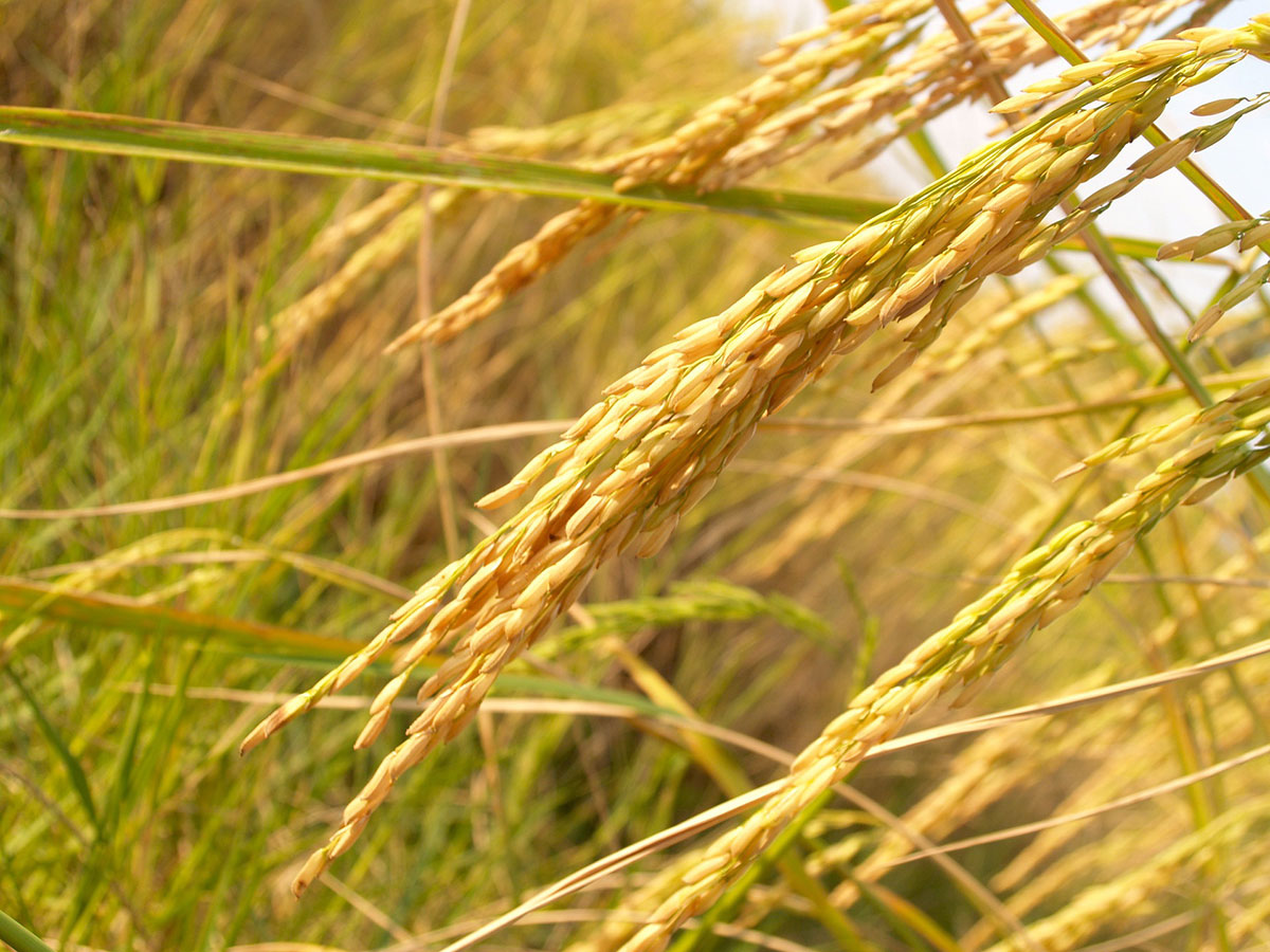 Rice took the lion’s share of foodstuff trade with AED2.43 billion.