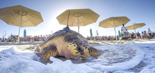 Dubai-based Jumeirah Group has announced the release of 13 rehabilitated sea turtles into the Arabian Gulf next to Jumeirah Al Naseem.