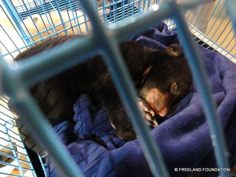 A baby bear found in the suitcase of a UAE passenger at Bangkok Airport