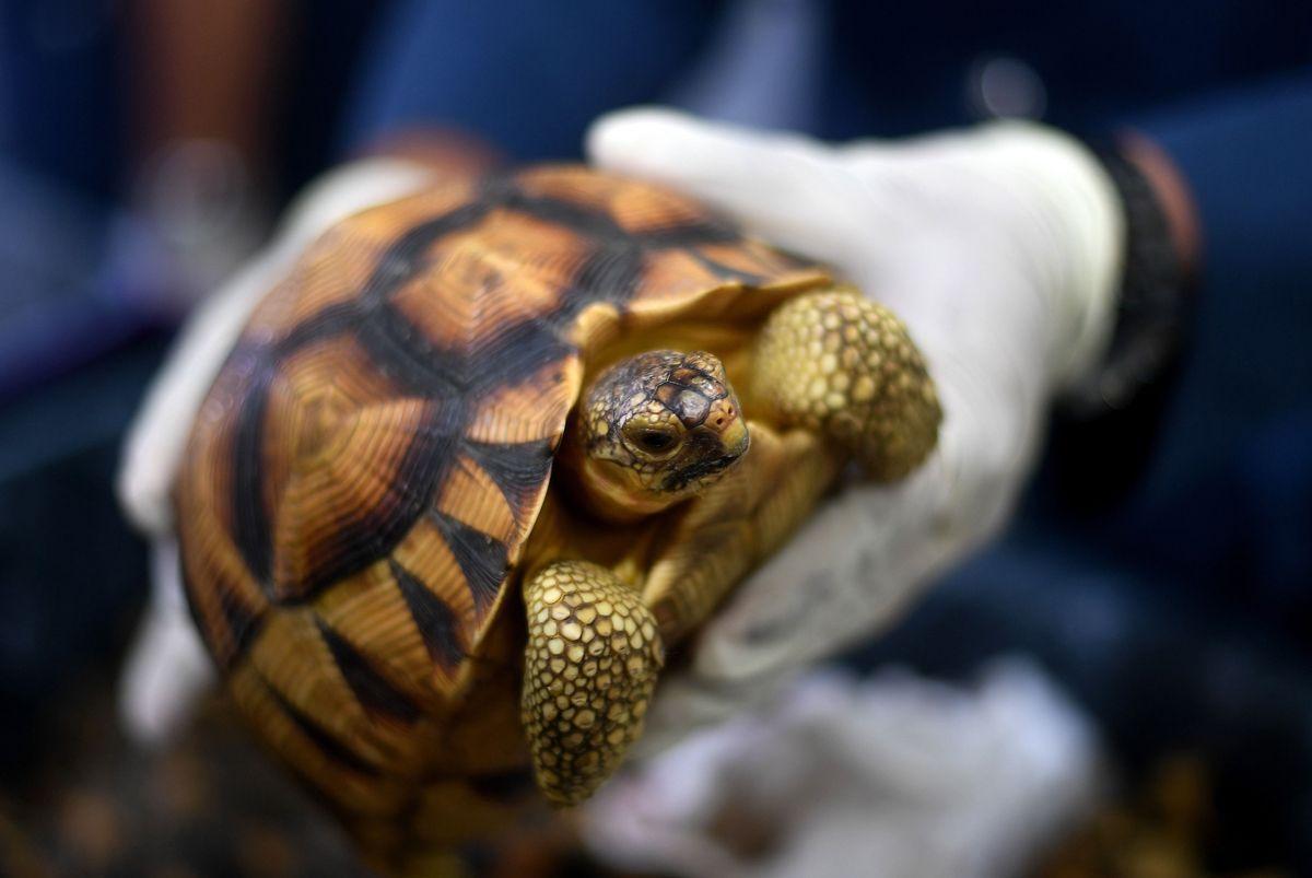 Malaysia Seizes Smuggled Tortoises From Etihad Flight - Arabian Business