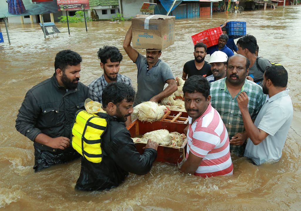 An Indian poultry farmer and his friends take out a batch of hens to a safer place at Aluva in Ernakulam district in the Indian state of Kerala. Photo: AFP/Getty Images