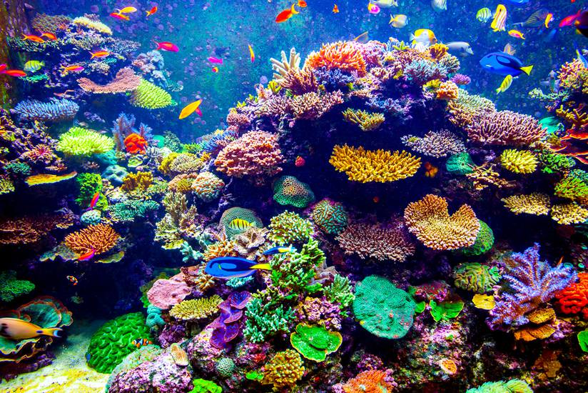 Revealed: World's Largest Coral Reef Park To Be Created Off UAE Coast ...