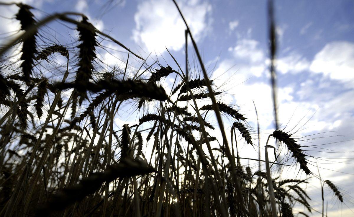 Wheatfields, grains generic, farmland