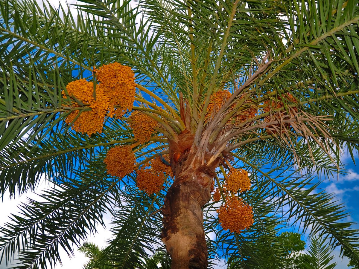 The project has so far revealed that date palm trees in the UAE can capture up to 15.8 tons of carbon emissions per hectare per year.