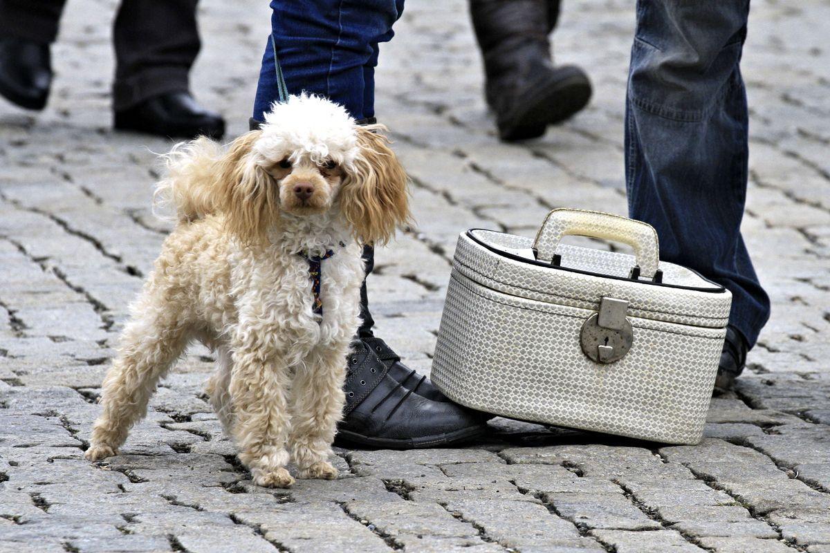 The W Dubai hotel on Palm Jumeirah is offering the promotion until September 15 and the special rate includes it includes a special pet bed, food and water bowls and toys.