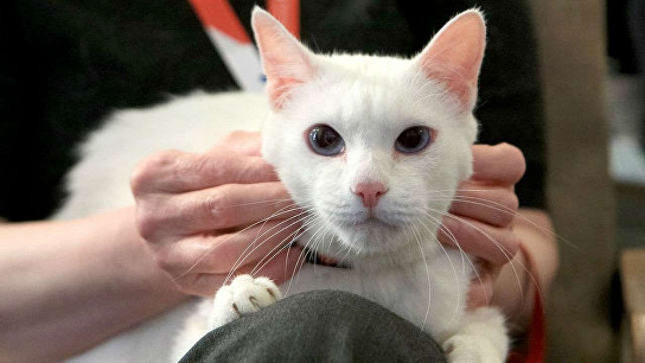 Clairvoyant Cat Predicts Saudi Loss In World Cup Opener Arabian Business