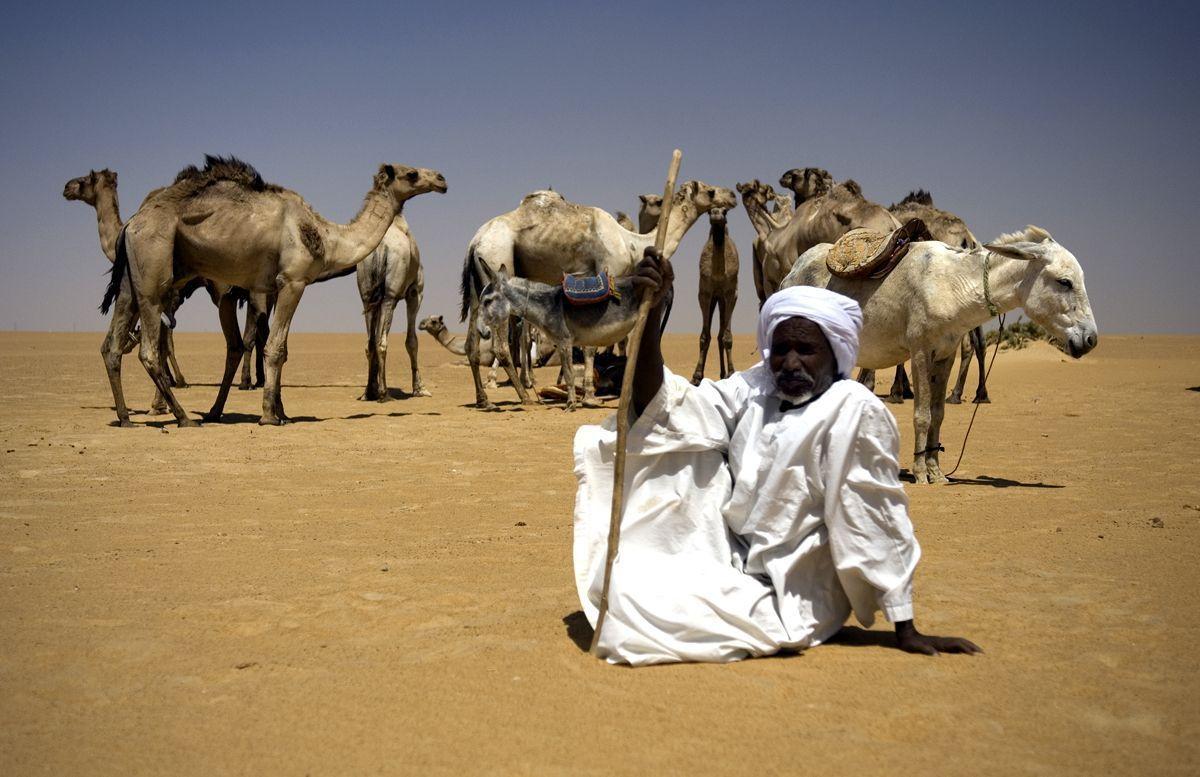 Saudi camels get no relief amid Ukraine grain curbs - Arabian Business