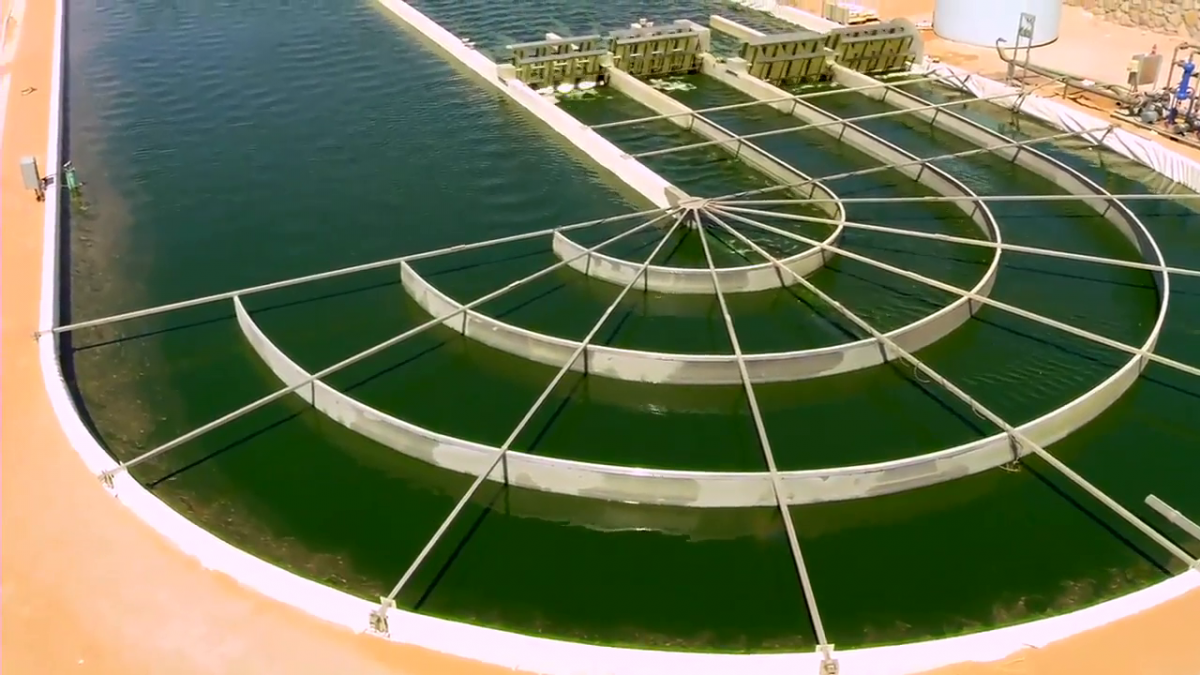 The mega algae cultivation project will be capable of producing 100,000 tonnes of algae per annum, with the first harvest expected in 2022.