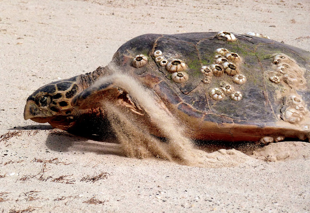 video-uae-ecotourists-help-save-hawksbill-turtles-arabian-business