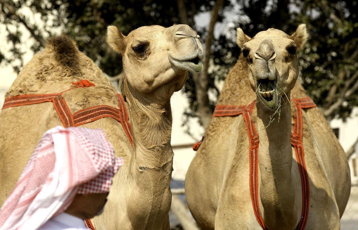 Camels Disqualified From Saudi Beauty Contest Over Botox - Arabian ...