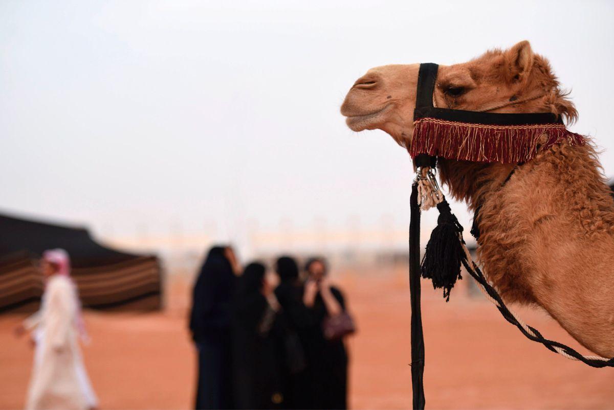 In pictures King Abdulaziz Camel Festival in Riyadh Arabian Business