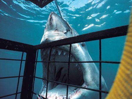 IN PICS: Predators of the seas - Arabian Business: Latest News on the ...