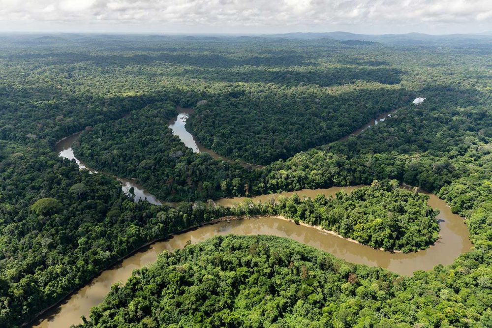 Video: Could blockchain save the Amazon rainforest? - Arabian Business