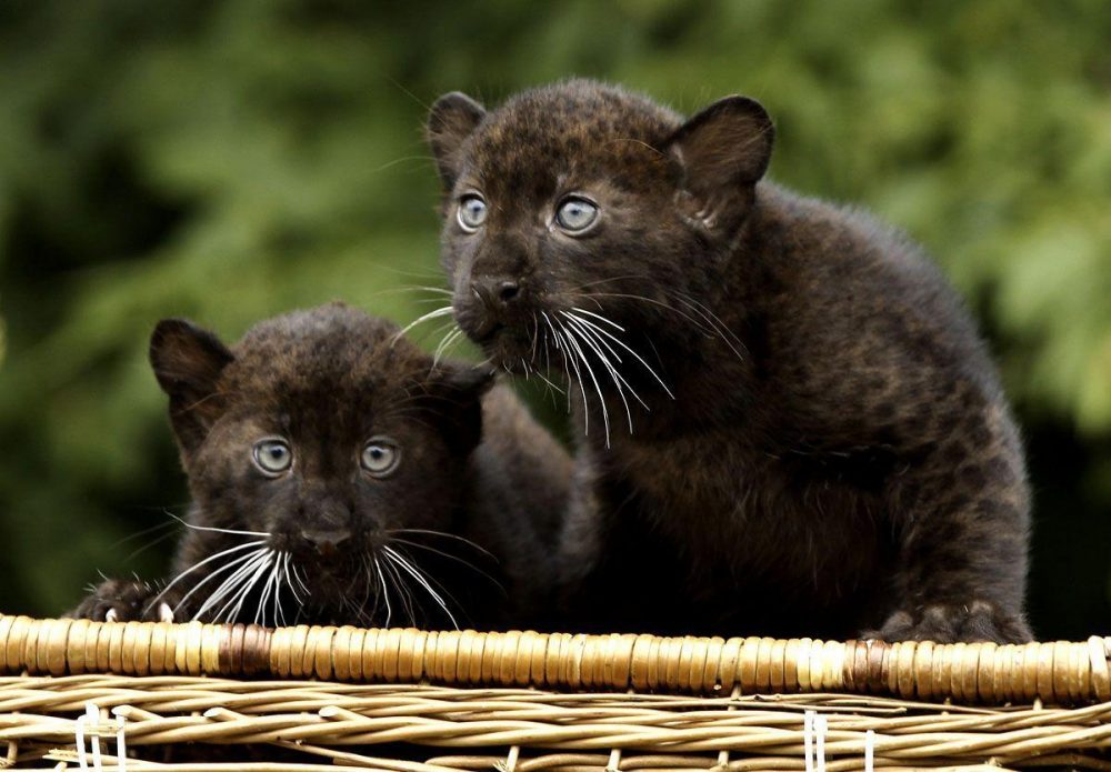 Twin baby panthers born at Berlin Zoo - Arabian Business: Latest News ...