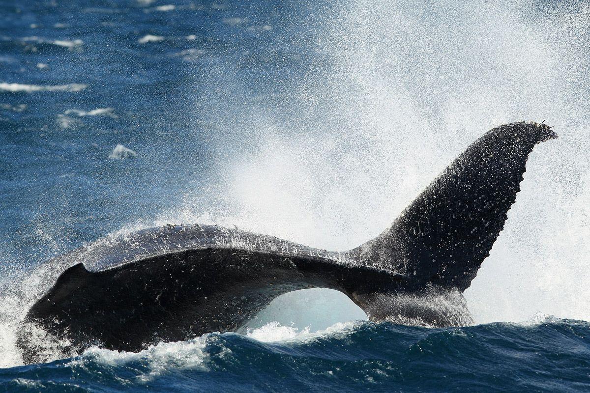 Whale watching season underway in Sydney - Arabian Business