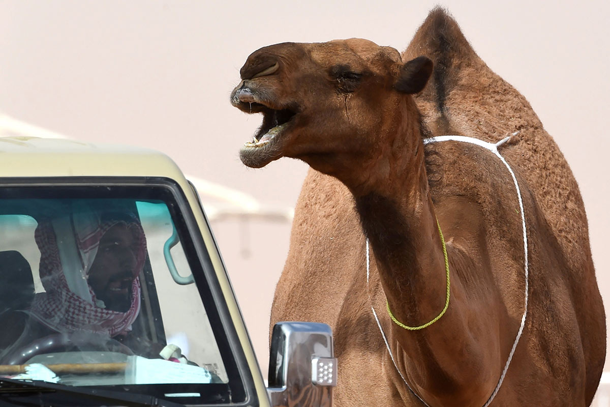 Myth Three: Saudi Cars, Camels or BMWs