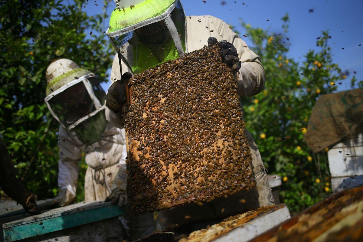 In pictures: Honey farm in Gaza - Arabian Business: Latest News on the ...