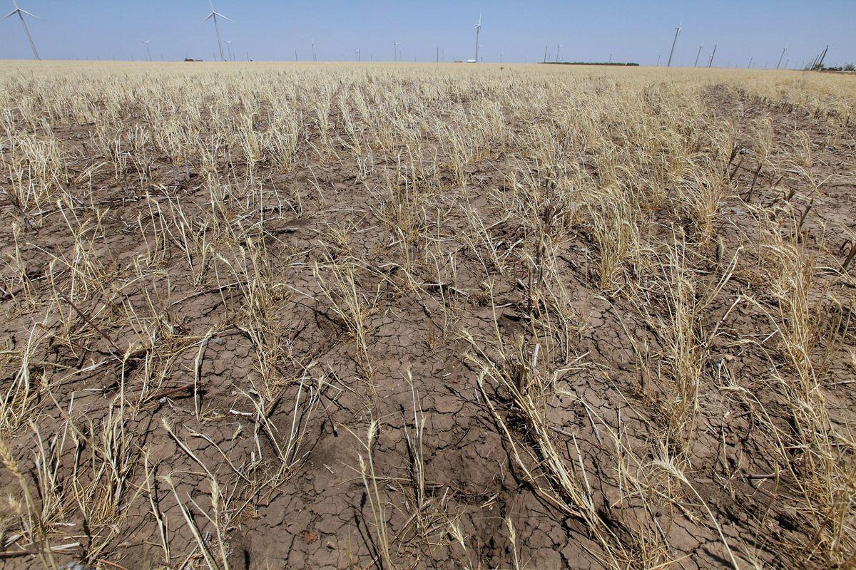 Farmers Struggle As Texas Endures Historic Drought - Arabian Business ...