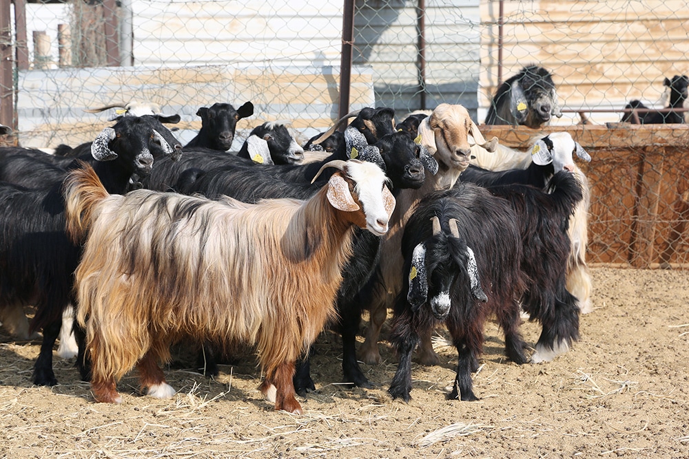 Abu Dhabi livestock