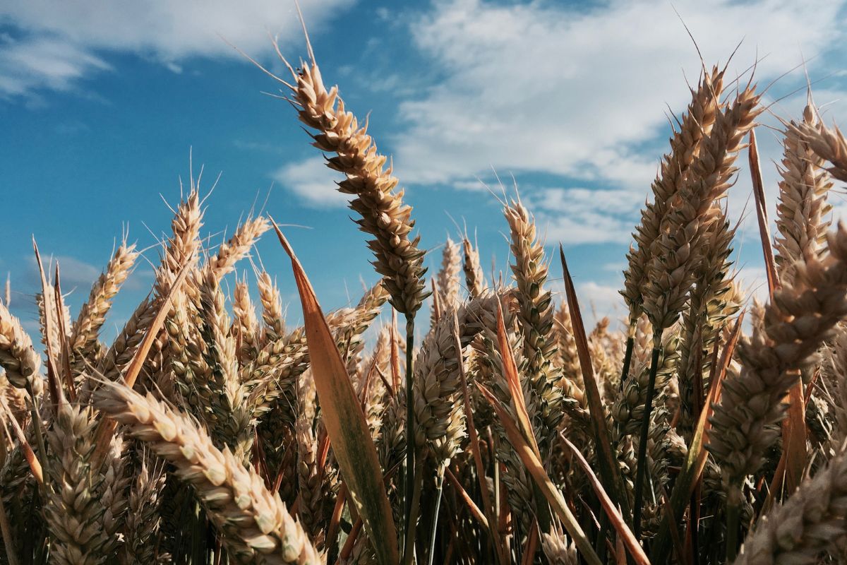 UN-brokered grain exports deal between Ukraine and Russia.