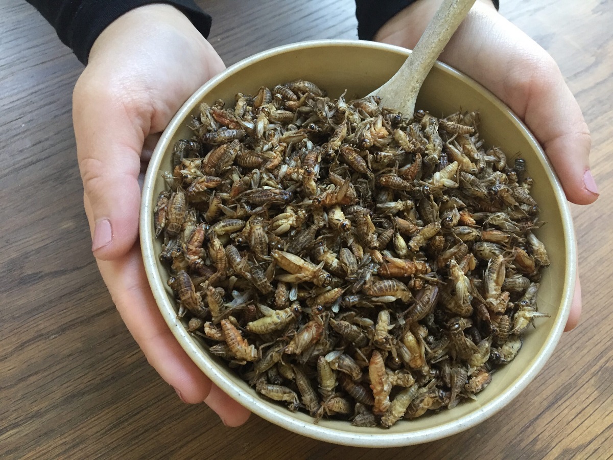 UAE insect food