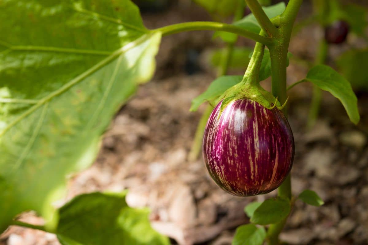 infosys techie gives up job for brinjal farming