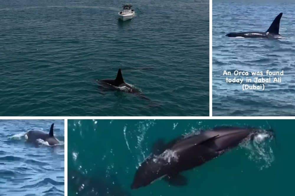 UAE: Killer whales spotted in sea off Abu Dhabi and Dubai - Arabian ...