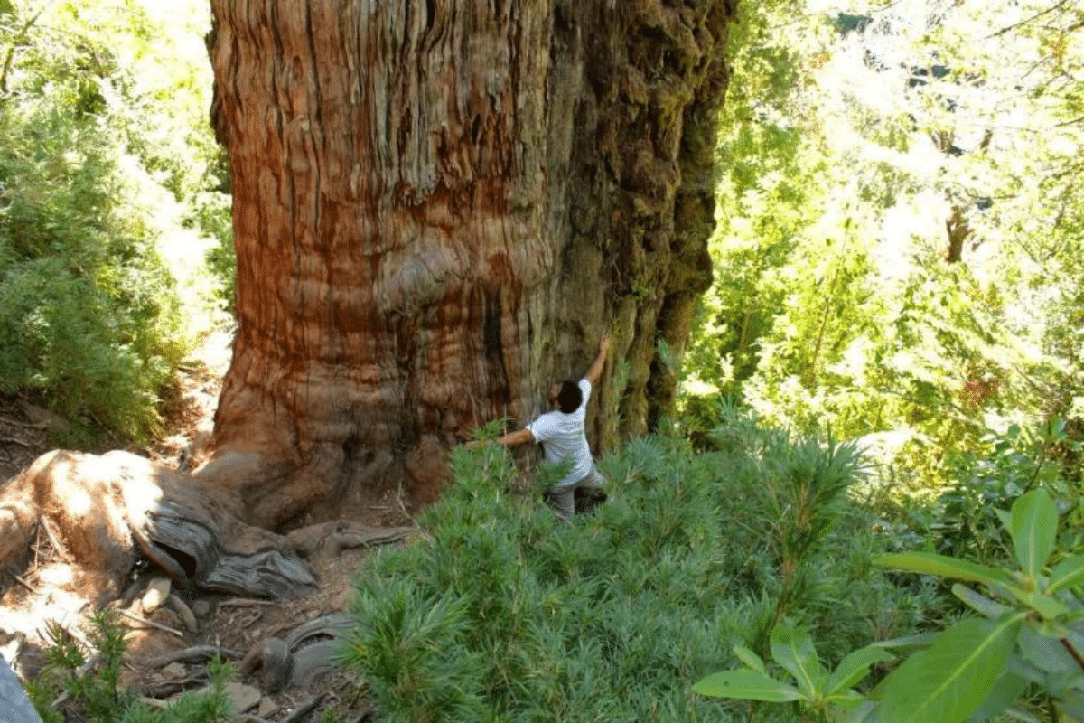 World’s ‘oldest’ tree able to reveal planet’s secrets - Arabian Business