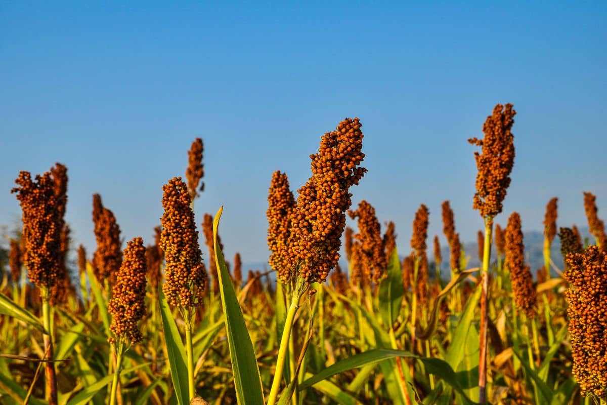 saudi arabia food production