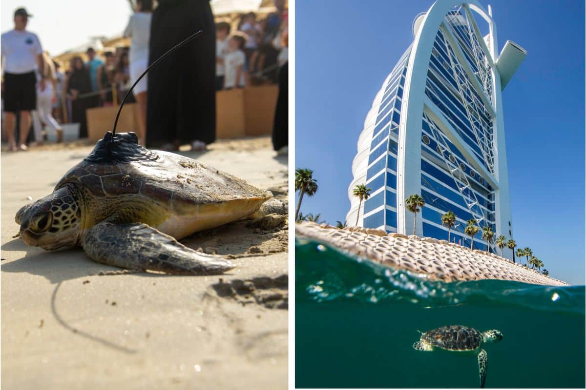 World Sea Turtle Day Dubai Abu Dhabi