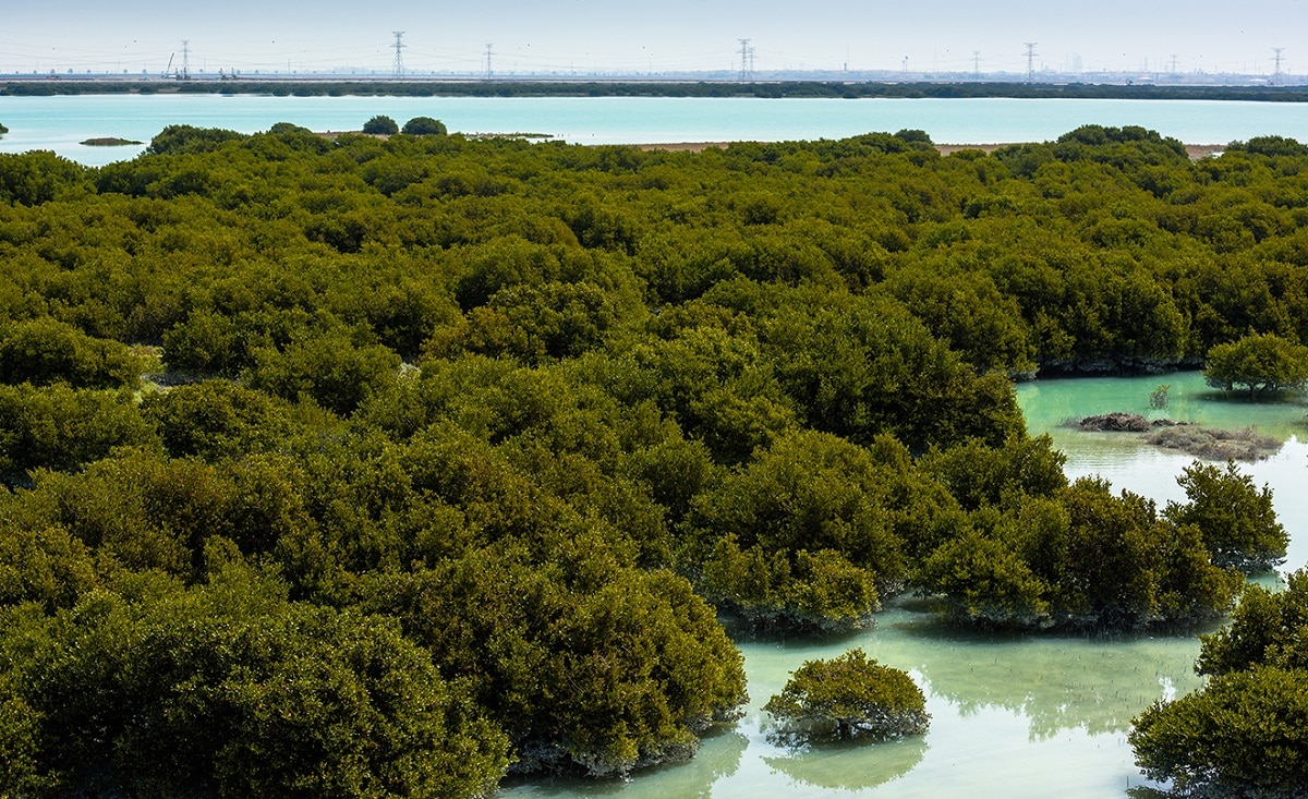 Saudi Arabia to plant 100m mangrove trees - Arabian Business