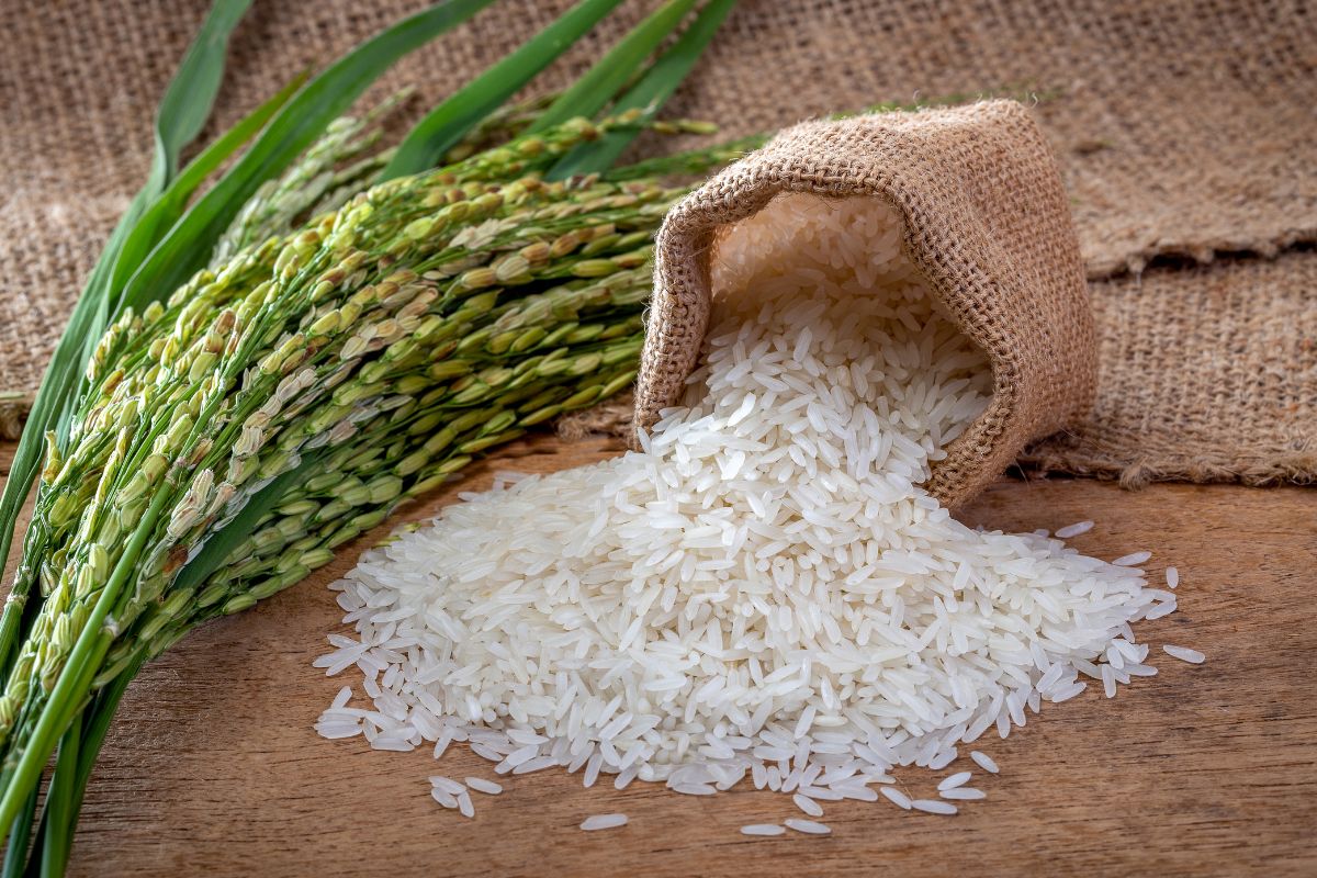 India-rice-export-ban