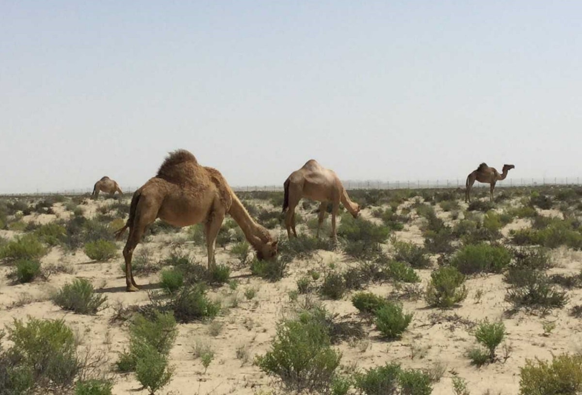 abu dhabi camel grazing