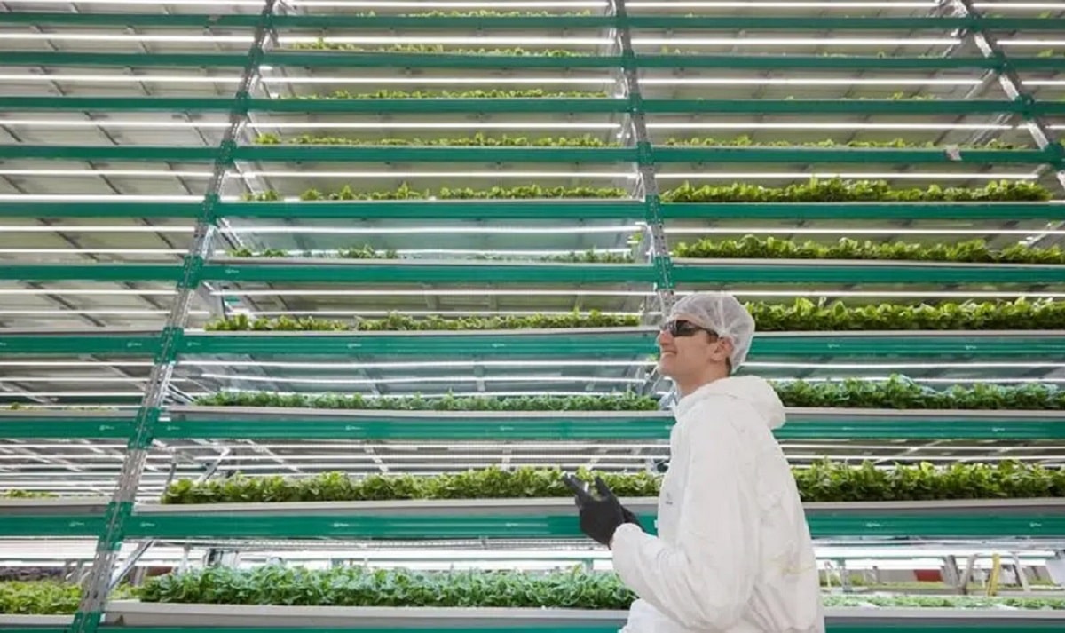 ifarm Dubai vertical farm