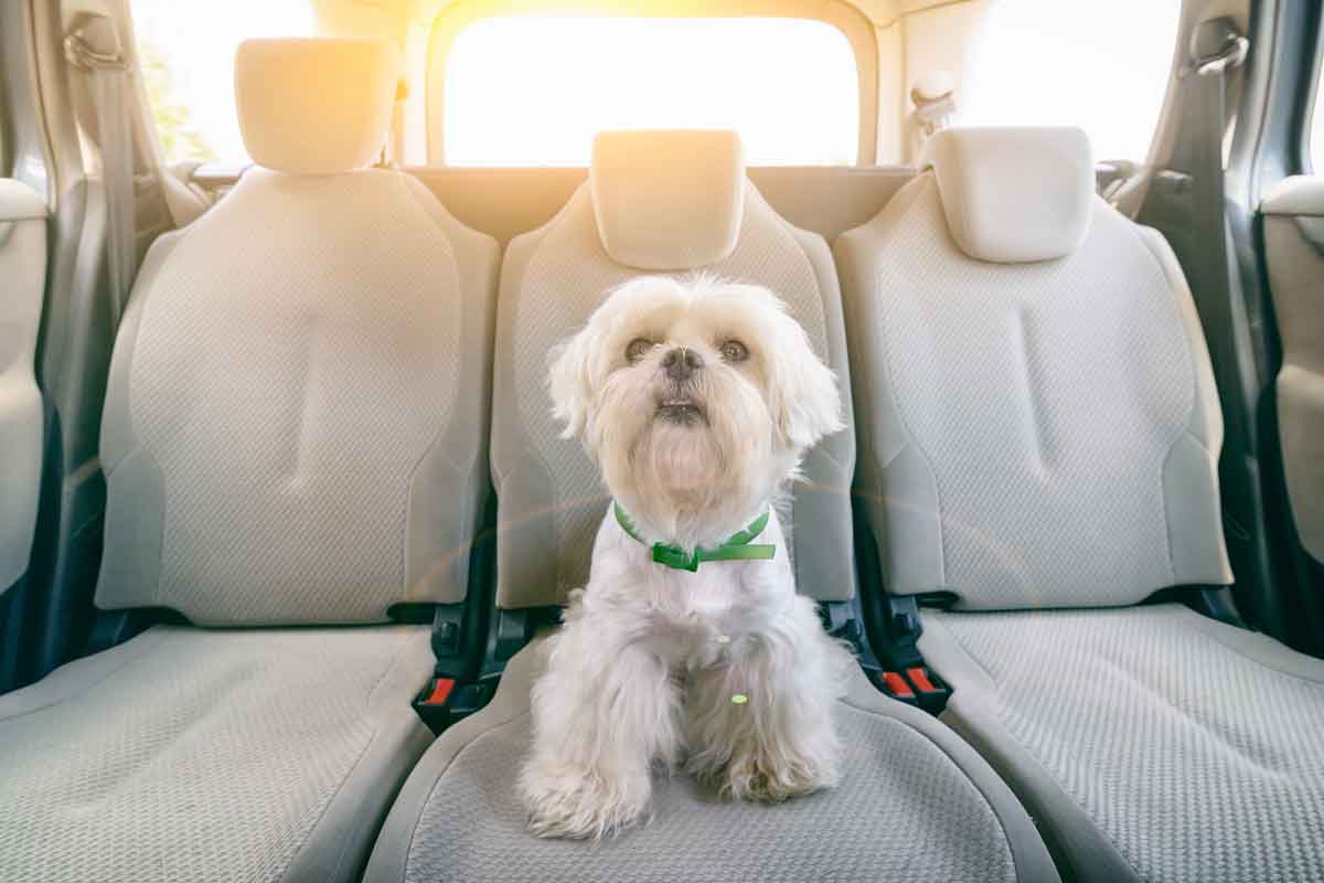 Pet Taxis in the UAE