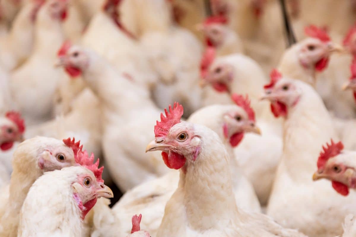 Saudi Arabia poultry industry