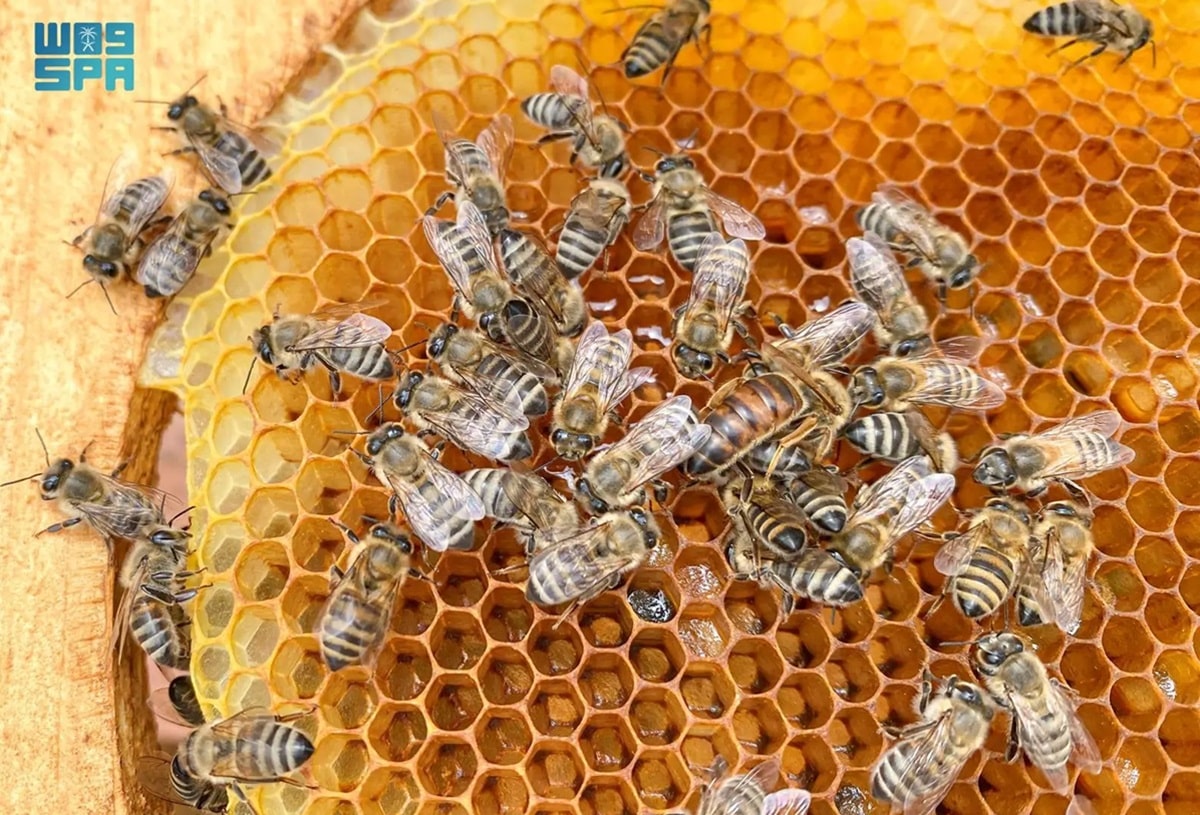 Saudi honey