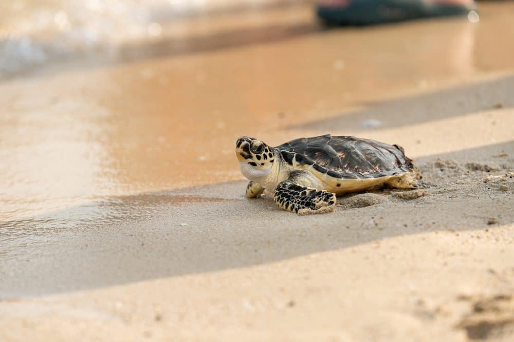 In pictures: Dubai Turtle Rehabilitation Project marks 20 years ...